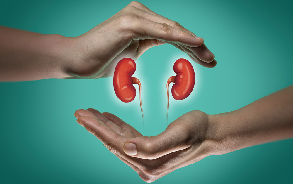 Human kidneys between two palms of a woman on blue and green background. The concept of a healthy liver.