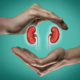 Human kidneys between two palms of a woman on blue and green background. The concept of a healthy liver.