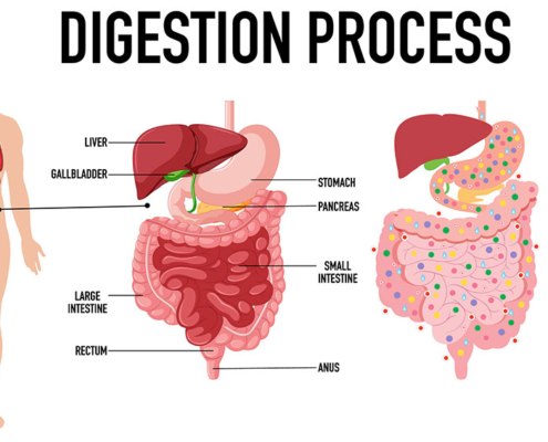 digestion process