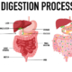 digestion process