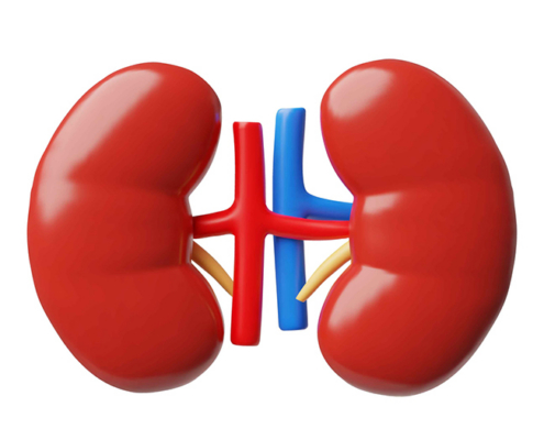 Kidneys