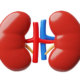 Kidneys