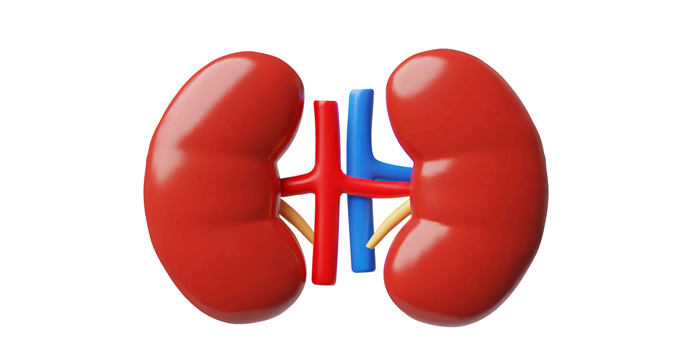 Kidneys